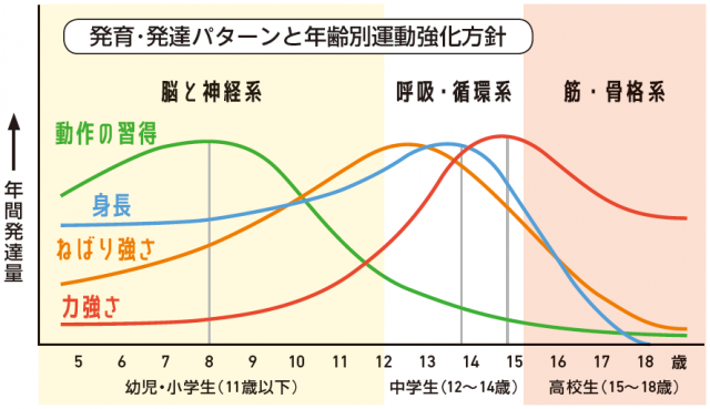 発育・発達パターンと年齢別運動強化方針
