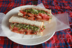 【サカママレシピ】栄養価の高いスプラウトで☆BSTサンドウィッチ