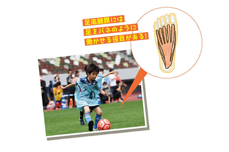 足底腱膜は、かかとの骨から5本の指先にむかって膜のように広がっている。